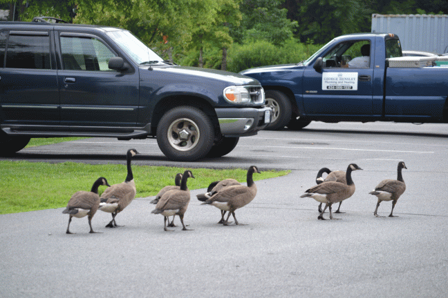 geese-crossing-road