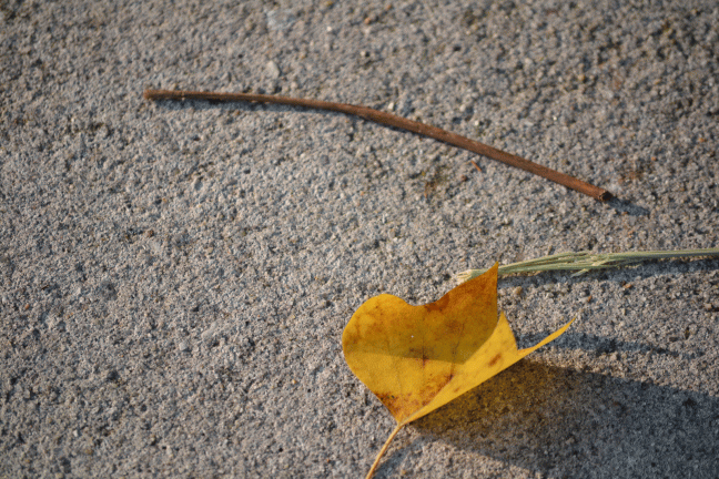 zen-leaf