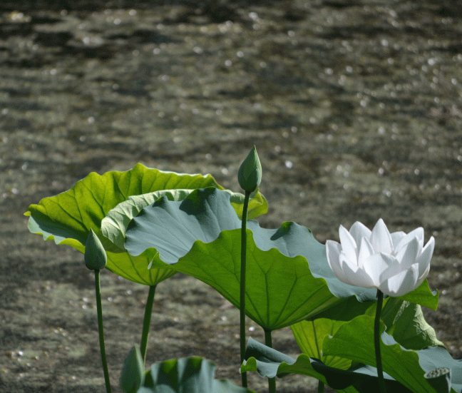 august-water-lillies
